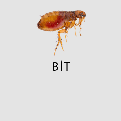 Haşere Türleri 7 bit