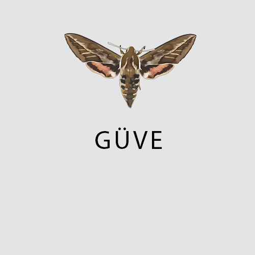Haşere Türleri 5 güve