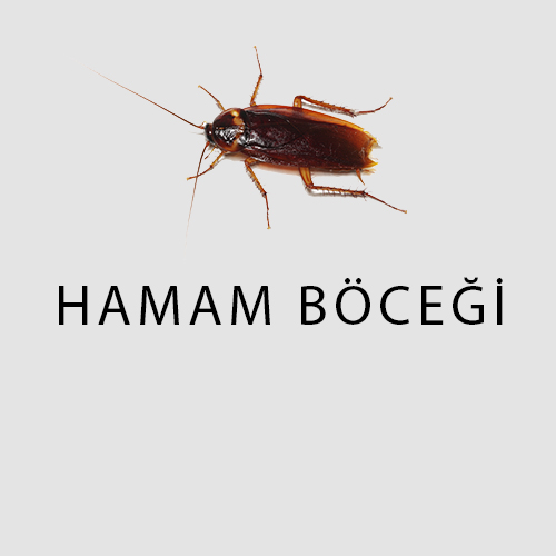 Haşere Türleri 9 hamam böceği