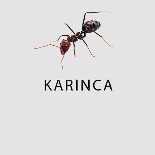 Haşere Türleri 8 karınca