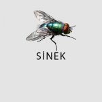 Haşere Türleri 1 sinek