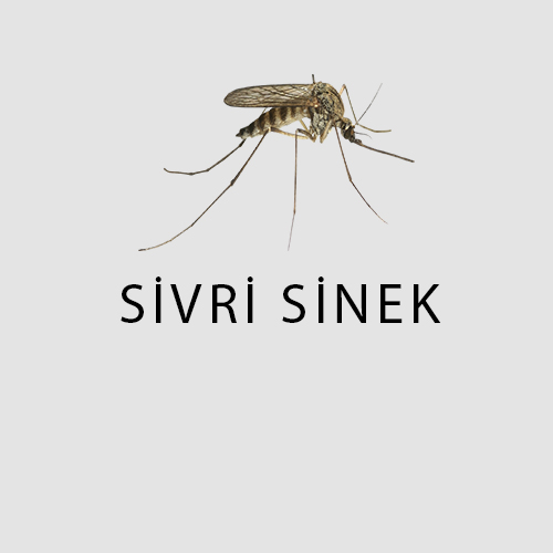 Haşere Türleri 10 sivri sinek