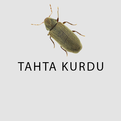 Haşere Türleri 6 tahta kurdu