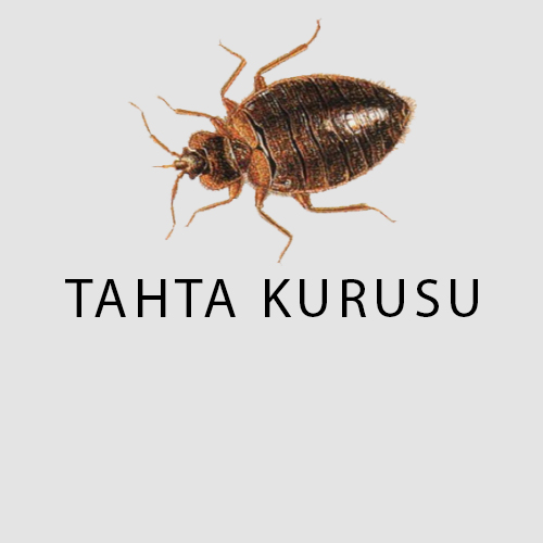 Haşere Türleri 11 tahta kurusu