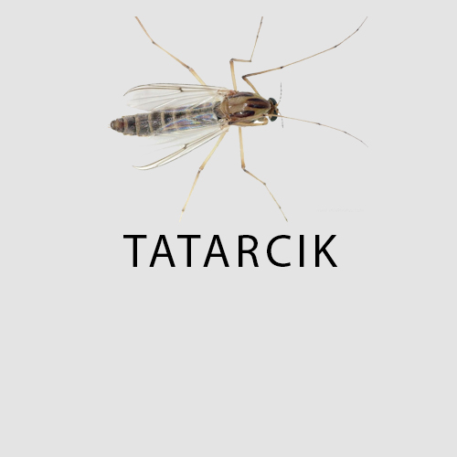 Haşere Türleri 13 tatarcık