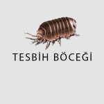 Haşere Türleri 4 tesbih bocegi
