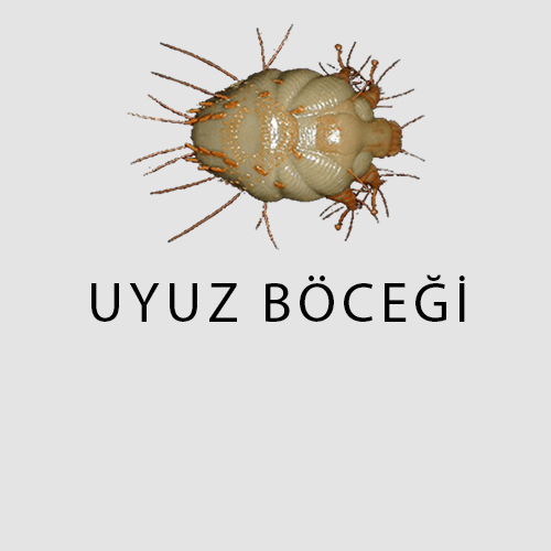 Haşere Türleri 12 uyuz böceği